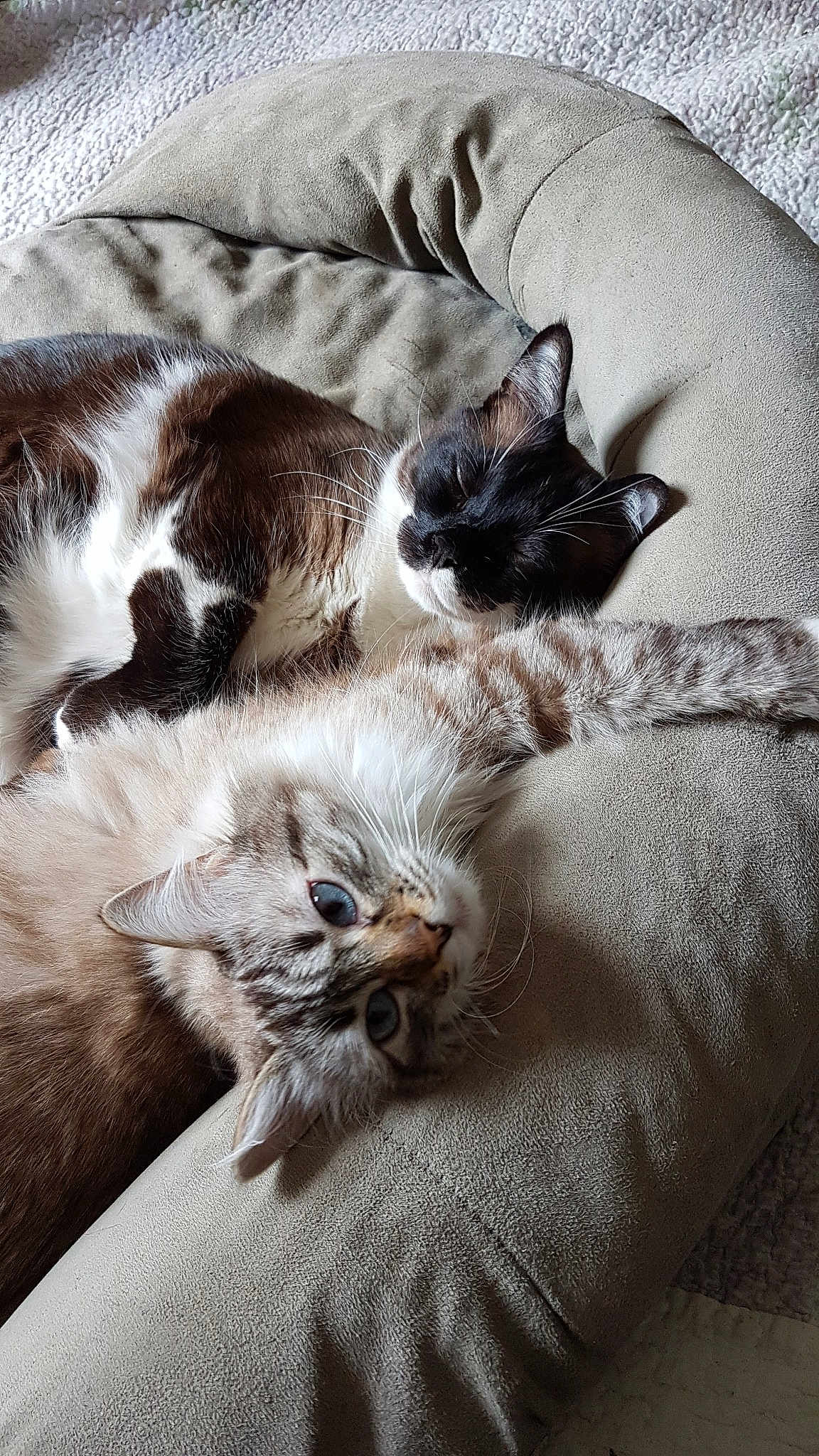 Princesse a rejoint le concours — aidez-le/la à gagner de superbes lots ! bed, birman, carnivore, cat, claw, comfort, felidae, fur, furniture, kitten, mammal, nap, norwegian_forest_cat, ragdoll, small_to_medium_sized_cats, whiskers