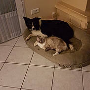 Falco participe au concours pour gagner de l'argent avec cette photo : canidae, carnivore, cat, dog_breed, european_shorthair, felidae, floor, flooring, room, small_to_medium_sized_cats, tail, tile