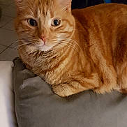 Orassio a rejoint le concours — aidez-le/la à gagner de superbes lots ! american_shorthair, arabian_mau, asian, australian_mist, carnivore, cat, cymric, domestic_short_haired_cat, european_shorthair, fawn, felidae, fur, german_rex, mammal, ojos_azules, small_to_medium_sized_cats, tabby_cat, vertebrate, whiskers