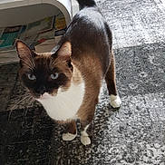 Zizou a rejoint le concours — aidez-le/la à gagner de superbes lots ! aegean_cat, asian, burmese, carnivore, cat, domestic_short_haired_cat, european_shorthair, fawn, felidae, mammal, ojos_azules, siamese, small_to_medium_sized_cats, snout, snowshoe, tail, thai, tonkinese, vertebrate, whiskers