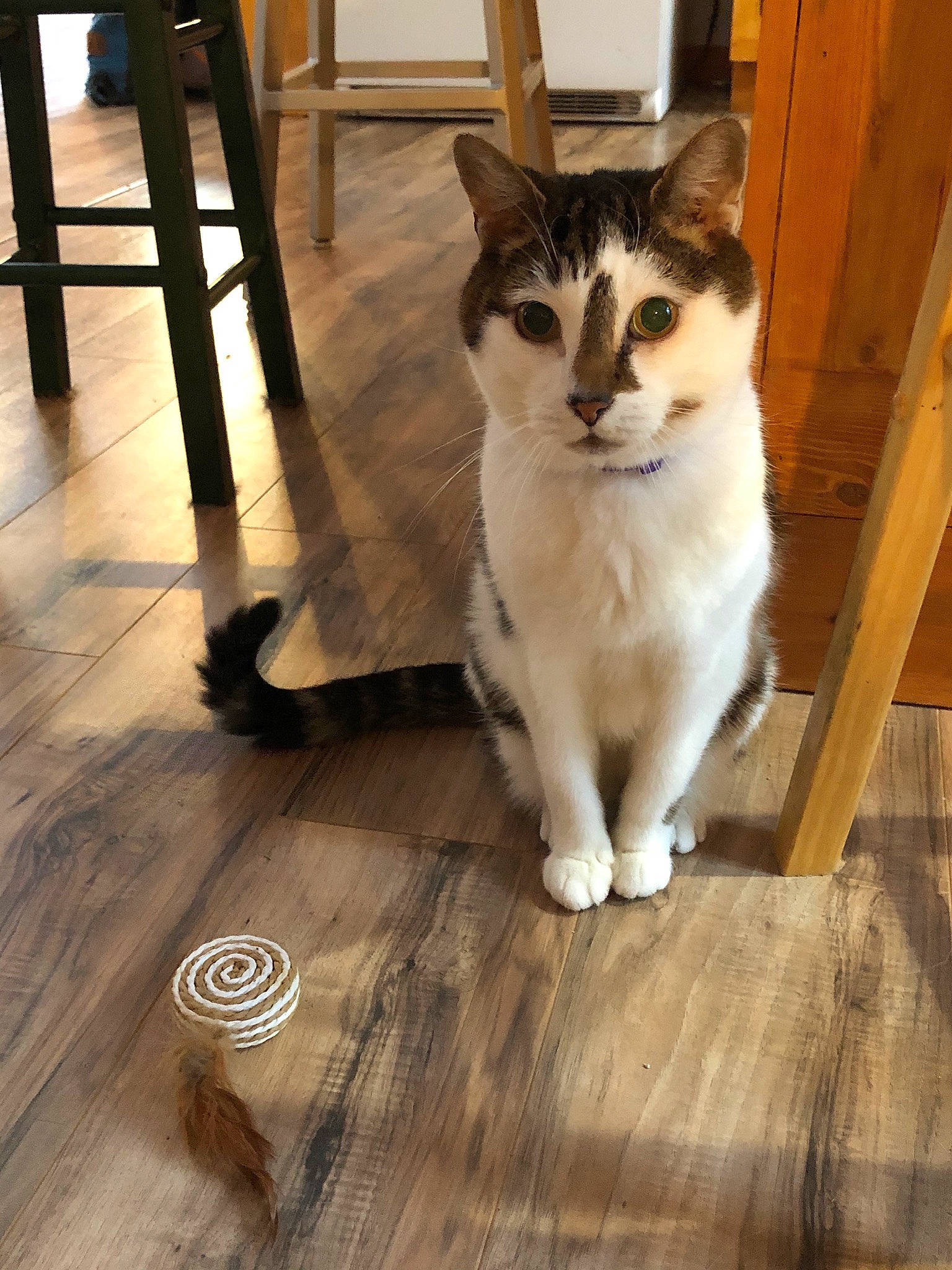 Sunny joined the competition — help win amazing prizes! carnivore, cat, domestic_short_haired_cat, door, fawn, felidae, floor, flooring, fur, hardwood, laminate_flooring, small_to_medium_sized_cats, snout, tail, varnish, whiskers, window, wood, wood_flooring, wood_stain