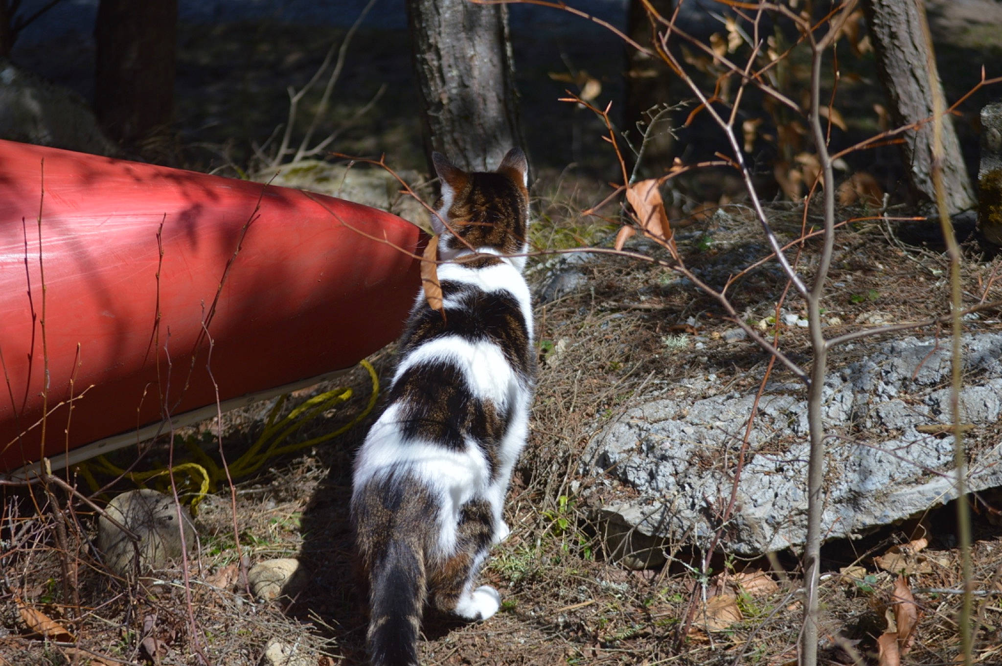 Sunny joined the competition — help win amazing prizes! canidae, carnivore, companion_dog, dog_breed, felidae, fur, grass, herding_dog, plant, small_to_medium_sized_cats, soil, sporting_group, tail, terrestrial_animal, trunk, twig, vehicle_door, wildlife, winter, wood