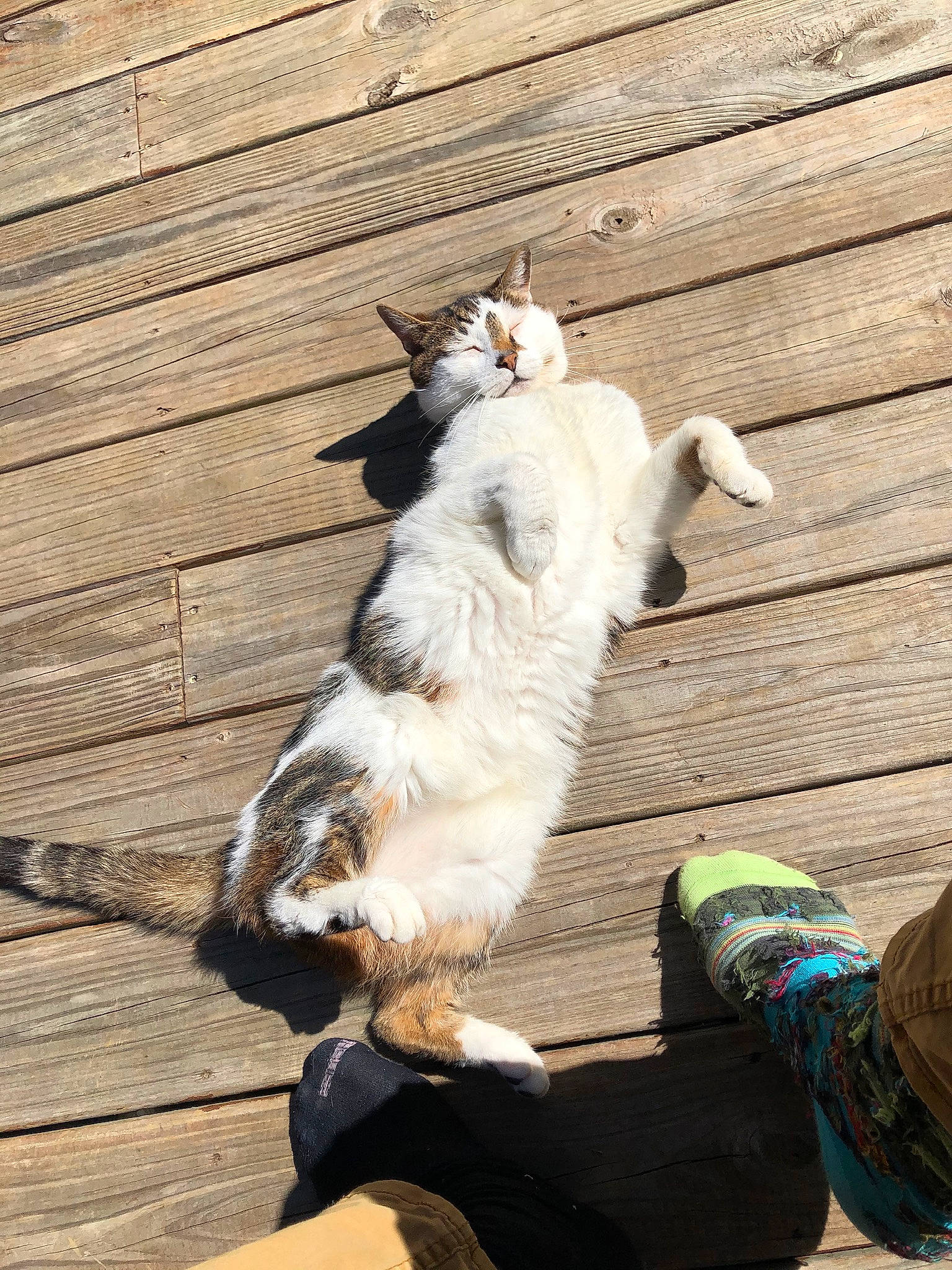 Sunny is registered to the contest to win money with this photo: carnivore, cat, comfort, companion_dog, domestic_short_haired_cat, felidae, foot, fur, grass, hardwood, human_leg, paw, plant, shadow, sitting, small_to_medium_sized_cats, tail, tree, whiskers, wood