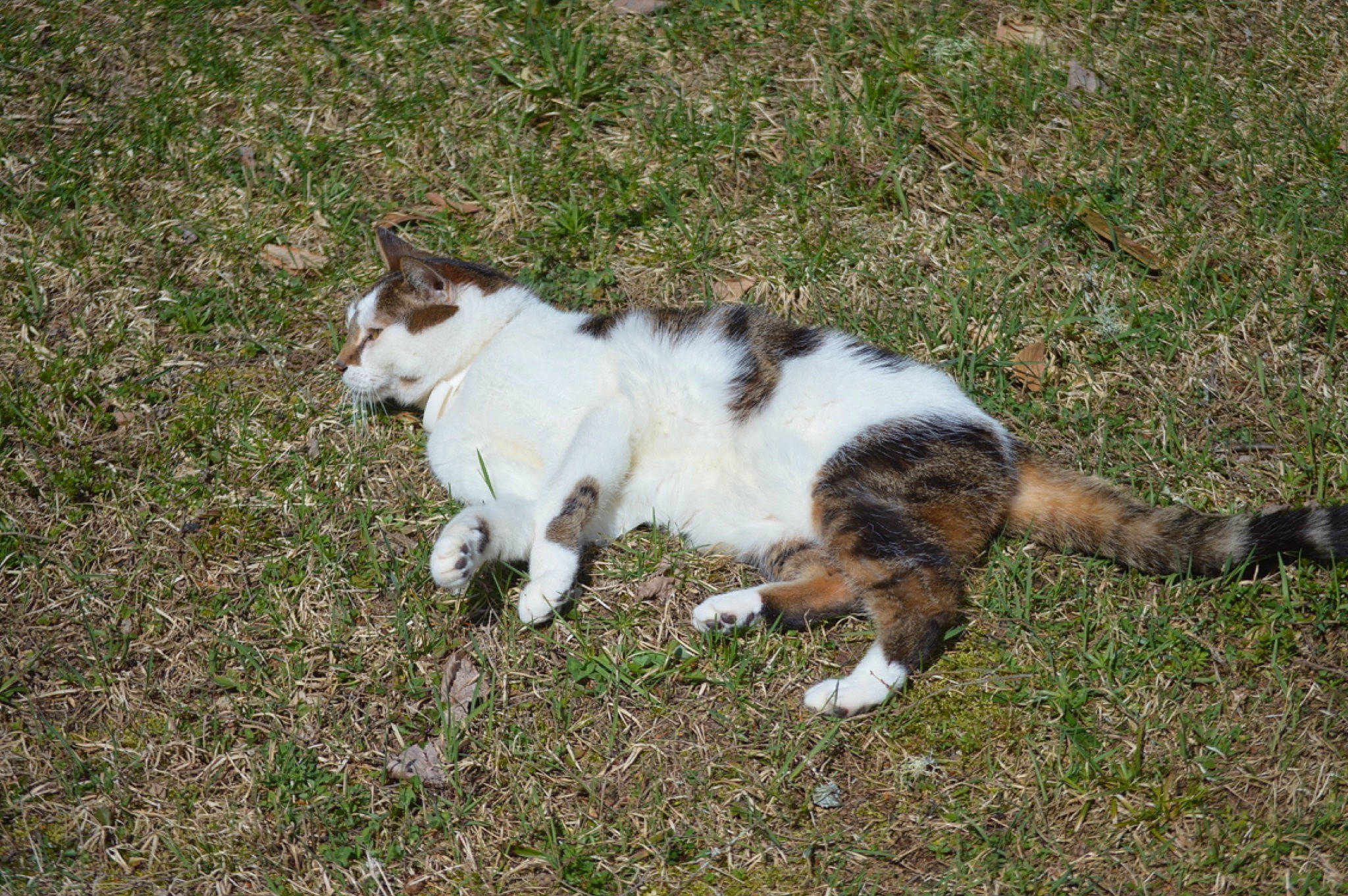 Sunny is registered to the contest to win money with this photo: canidae, carnivore, cat, companion_dog, dog_breed, domestic_short_haired_cat, felidae, fur, grass, groundcover, plant, small_to_medium_sized_cats, sporting_group, tail, terrestrial_animal, whiskers