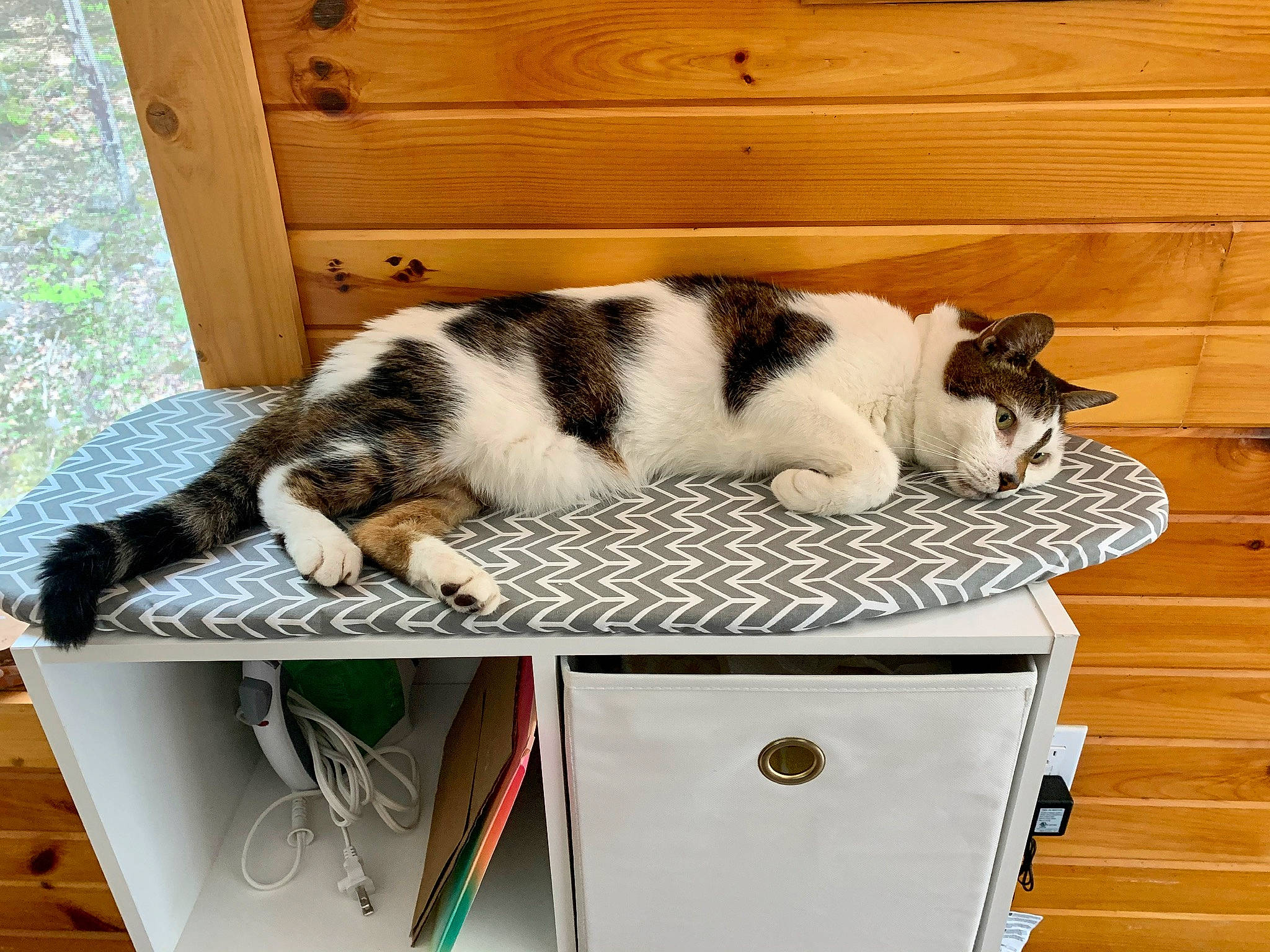 Sunny is registered to the contest to win money with this photo: carnivore, cat, cat_supply, comfort, companion_dog, domestic_short_haired_cat, door, felidae, fur, hardwood, linens, pet_supply, room, small_to_medium_sized_cats, table, tail, vertebrate, whiskers, white, wood