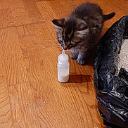 Phin is registered to the contest to win money with this photo: kitten, cat, milk_bottle, wooden_floor, black_plastic_bag, litter_box, curious, indoor, pet, animal, small, feline, young, flooring, domestic, cute, fur, exploring, tiny, household