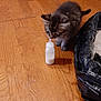 kitten, cat, milk_bottle, wooden_floor, black_plastic_bag, litter_box, curious, indoor, pet, animal, small, feline, young, flooring, domestic, cute, fur, exploring, tiny, household