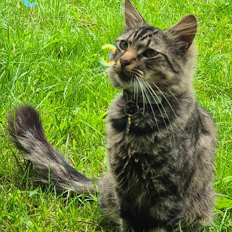 Phin is registered to the contest to win money with this photo: animal, bubble, cat, collar, curious, cute, flower, fluffy_tail, fur, garden, grass, greenery, nature, outdoor, pet, playful, sunlight, tabby, tree_branch, whiskers