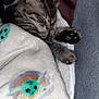 Phin joined the competition — help win amazing prizes! kitten, sleeping, blanket, tabby, paw, cozy, cute, pet, fur, indoors, soft, nap, animal, fur_pattern, resting, comfort, young, closeup, cute_animal, domestic