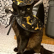 Coc is registered to the contest to win money with this photo: cat, black_cat, costume, witch_hat, cape, kitchen, countertop, tiled_backsplash, pet, animal, indoor, feline, sitting, black_fur, gold_pattern, decorative, holiday, cute, domestic, portrait