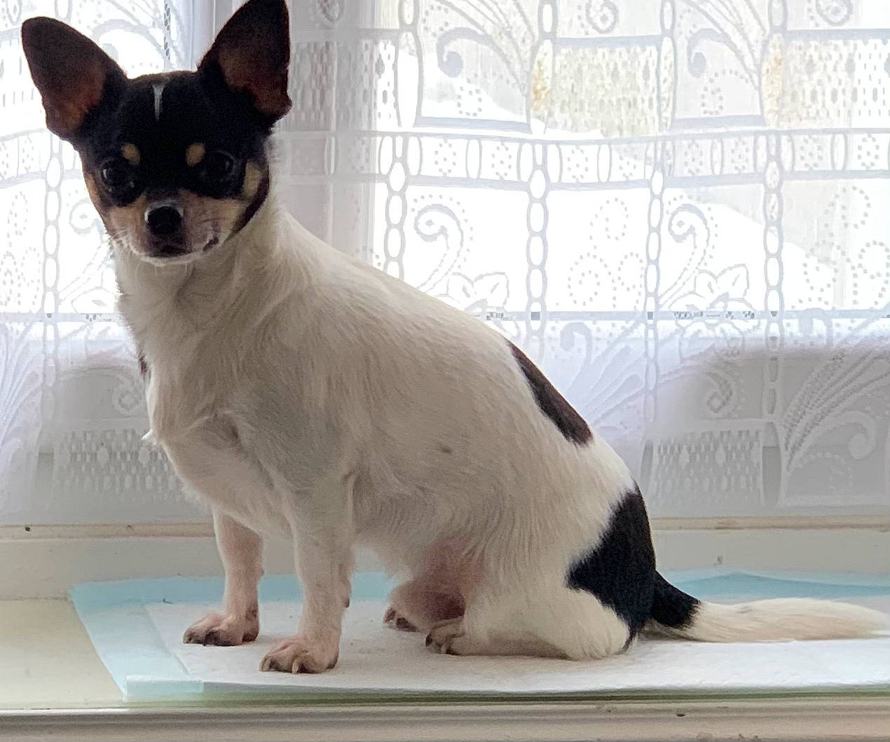 Pumba a rejoint le concours — aidez-le/la à gagner de superbes lots ! ancient_dog_breeds, canidae, carnivore, cat, chihuahua, companion_dog, dog_breed, fawn, felidae, fur, paw, small_to_medium_sized_cats, snout, tail, terrestrial_animal, toy, toy_dog, whiskers, window, working_animal