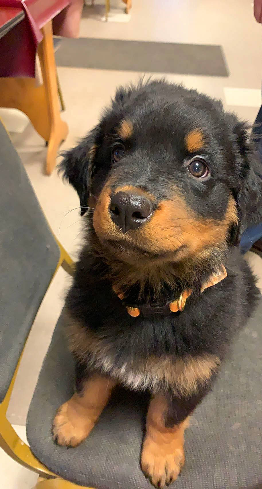 Brooks is registered to the contest to win money with this photo: canidae, carnivore, chair, collar, companion_dog, dog, dog_breed, fawn, fur, guard_dog, pet_supply, snout, sporting_group, whiskers, working_animal, working_dog