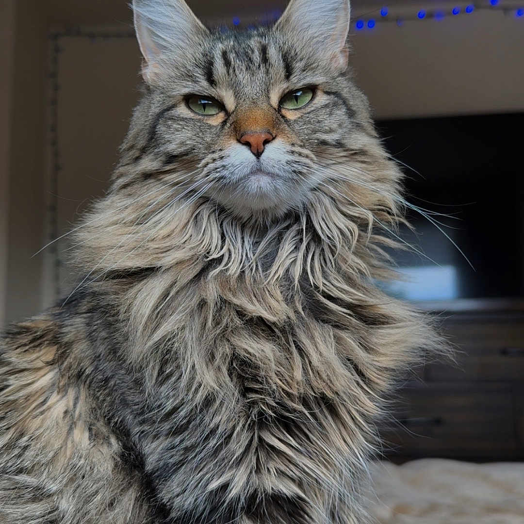 Kitty is registered to the contest to win money with this photo: animal, cat, close_up, cute, domestic_animal, face, feline, fluffy, fur, green_eyes, household, indoor, long_hair, mammal, pet, portrait, relaxed, sitting, tabby, whiskers