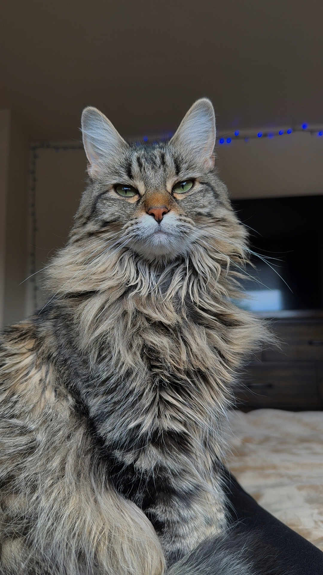 Kitty is registered to the contest to win money with this photo: cat, tabby, fluffy, long_hair, green_eyes, pet, indoor, feline, animal, portrait, close_up, sitting, fur, whiskers, relaxed, household, cute, domestic_animal, mammal, face