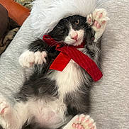 Mishka joined the competition — help win amazing prizes! animal, black_and_white, cat, closeup, cozy, cute, feline, fluffy, gray_fabric, holiday, indoor, kitten, lap, pet, pink_paw_pads, red_bow, relaxed, santa_hat, sleepy, soft