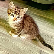 Baloo participe au concours pour gagner de l'argent avec cette photo : kitten, cat, tabby, pet, animal, fluffy, fur, striped, blue_eyes, ears, whiskers, nose, paws, tail, sitting, indoors, floor, wood_grain, portrait, cute