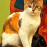 cat, calico_cat, pet, animal, feline, sitting, upright, portrait, indoors, chair, furniture, orange, white, gray, striped, tabby, green_wall, wooden_furniture, black_surface, whiskers