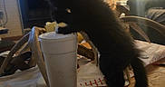 Charcoal joined the competition — help win amazing prizes! kitten, cat, black_cat, table, cup, indoor, living_room, lamp, furniture, coins, curious, pet, wooden_table, paw, television, shelf, drink, coaster, antlers, clutter