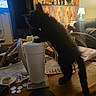 antlers, black_cat, cat, clutter, coaster, coins, cup, curious, drink, furniture, indoor, kitten, lamp, living_room, paw, pet, shelf, table, television, wooden_table