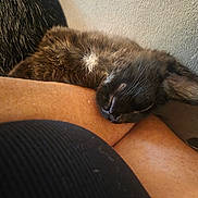 Charcoal is registered to the contest to win money with this photo: kitten, cat, sleeping, resting, fur, black_cat, human_arm, skin, texture, wall, comfort, cozy, closeup, animal, pet, indoor, relaxation, feline, nap, peaceful