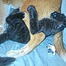 Charcoal joined the competition — help win amazing prizes! kitten, dog, animal, pet, black_fur, brown_fur, snuggling, cozy, blanket, paw, sleeping, cute, domestic, fur, resting, indoor, companion, young_animal, laying, soft