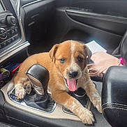 Copper joined the competition — help win amazing prizes! puppy, dog, car_interior, center_console, gear_shift, tongue_out, brown_fur, white_markings, playful, pet, young_dog, leather_seat, dashboard, vehicle, cute, animal, domestic_animal, front_seat, relaxed, indoor