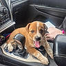 puppy, dog, car_interior, center_console, gear_shift, tongue_out, brown_fur, white_markings, playful, pet, young_dog, leather_seat, dashboard, vehicle, cute, animal, domestic_animal, front_seat, relaxed, indoor