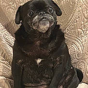 Kennedy joined the competition — help win amazing prizes! dog, pug, black_dog, pet, animal, sitting, indoor, couch, upholstery, fur, face, eyes, cute, portrait, companion, domestic_animal, texture, expression, closeup, relaxing