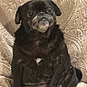 dog, pug, black_dog, pet, animal, sitting, indoor, couch, upholstery, fur, face, eyes, cute, portrait, companion, domestic_animal, texture, expression, closeup, relaxing