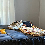 Biscuit joined the competition — help win amazing prizes! cat, bed, blanket, plush_toy, indoor, furniture, curtain, resting, cozy, comfortable, pet, animal, fur, domestic, sleeping_area, window_light, quiet, peaceful, home, relaxation