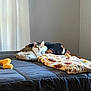 cat, bed, blanket, plush_toy, indoor, furniture, curtain, resting, cozy, comfortable, pet, animal, fur, domestic, sleeping_area, window_light, quiet, peaceful, home, relaxation