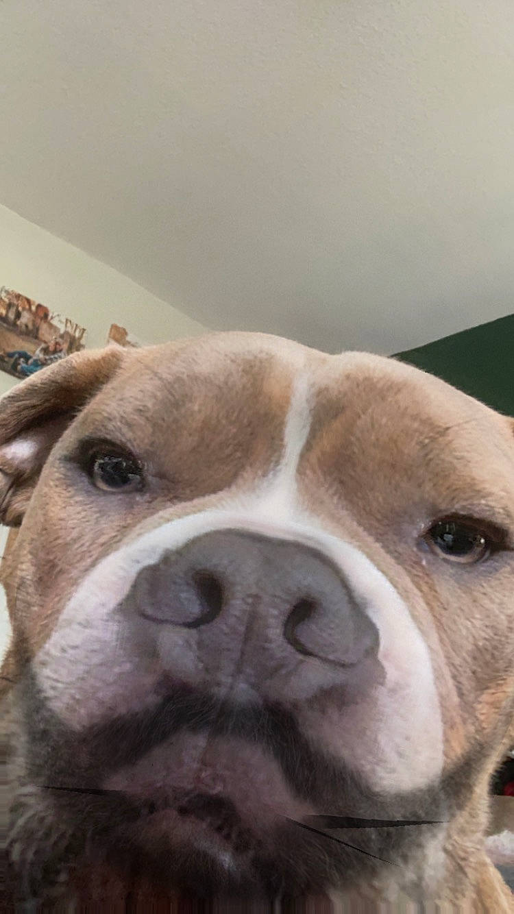 Gunner joined the competition — help win amazing prizes! canidae, carnivore, close_up, collar, companion_dog, dog, dog_breed, dog_collar, eye, fawn, fur, head, liver, pet_supply, snout, sporting_group, terrestrial_animal, whiskers, working_animal, wrinkle