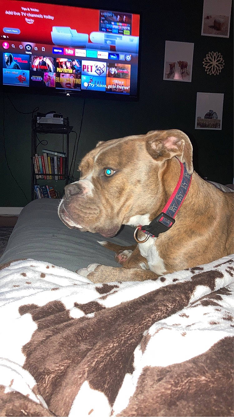 Gunner is registered to the contest to win money with this photo: analog_television, cable_television, carnivore, collar, companion_dog, display_device, dog, dog_breed, dog_collar, dog_supply, fawn, liver, pet_supply, snout, sporting_group, television, television_set, whiskers, working_animal, wrinkle