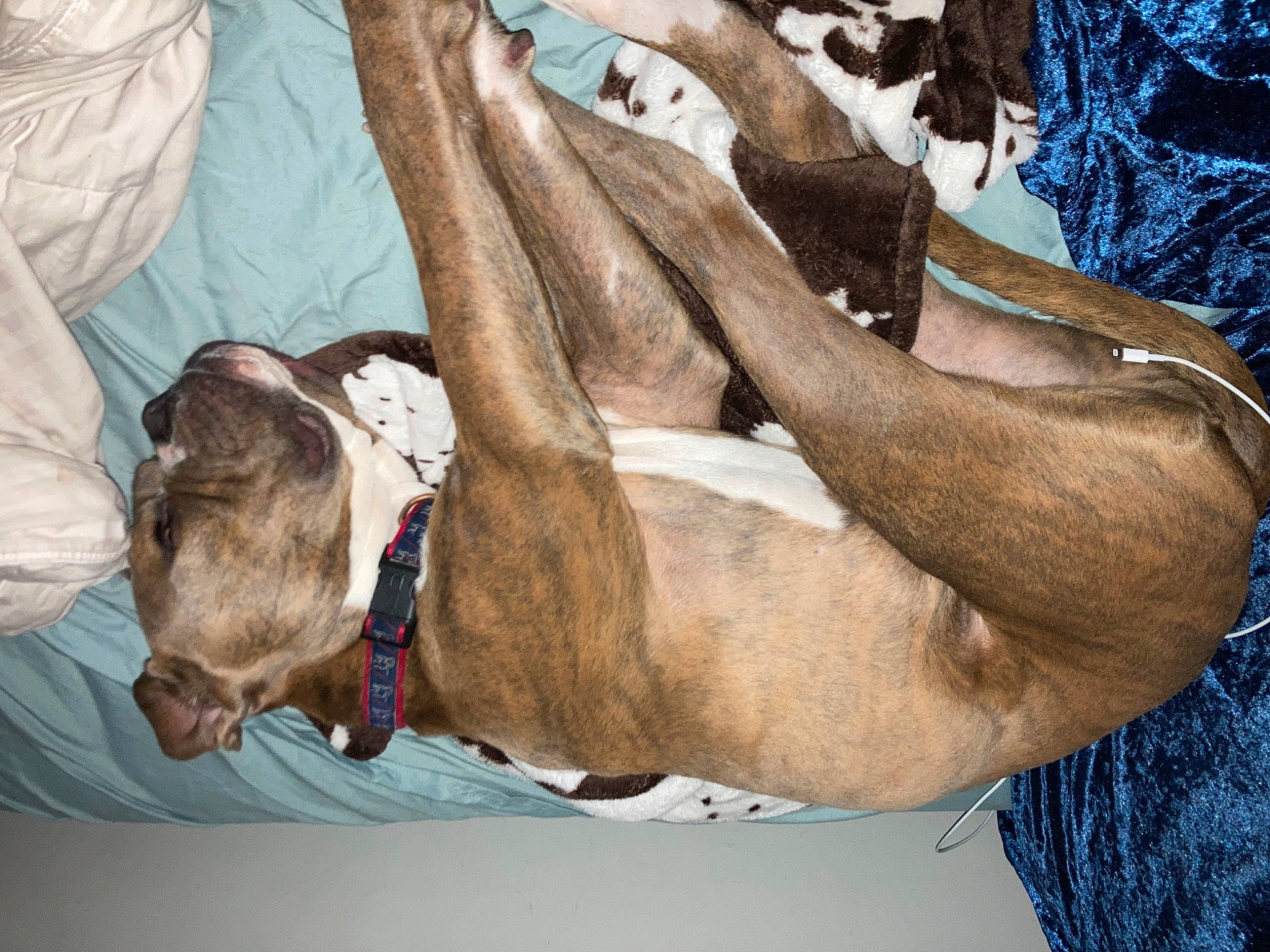 Gunner is registered to the contest to win money with this photo: canidae, carnivore, collar, comfort, companion_dog, dog, dog_breed, fawn, guard_dog, human_leg, liver, mammal, nap, pack_animal, pet_supply, snout, sporting_group, stallion, tree, working_animal