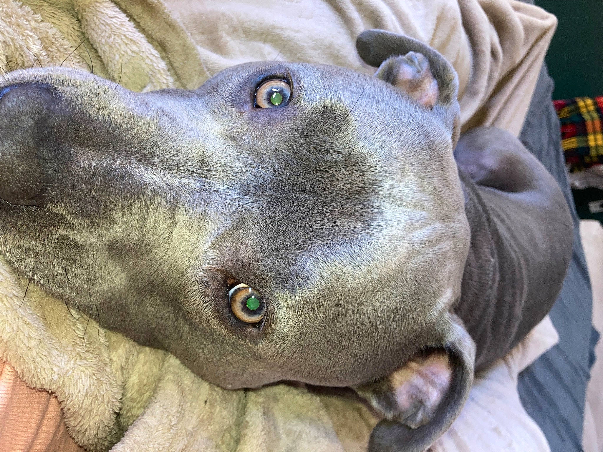 Summit joined the competition — help win amazing prizes! art, canidae, carnivore, dog, dog_breed, fawn, felidae, metal, sculpture, snout, sporting_group, terrestrial_animal, whiskers, wildlife, working_animal, wrinkle