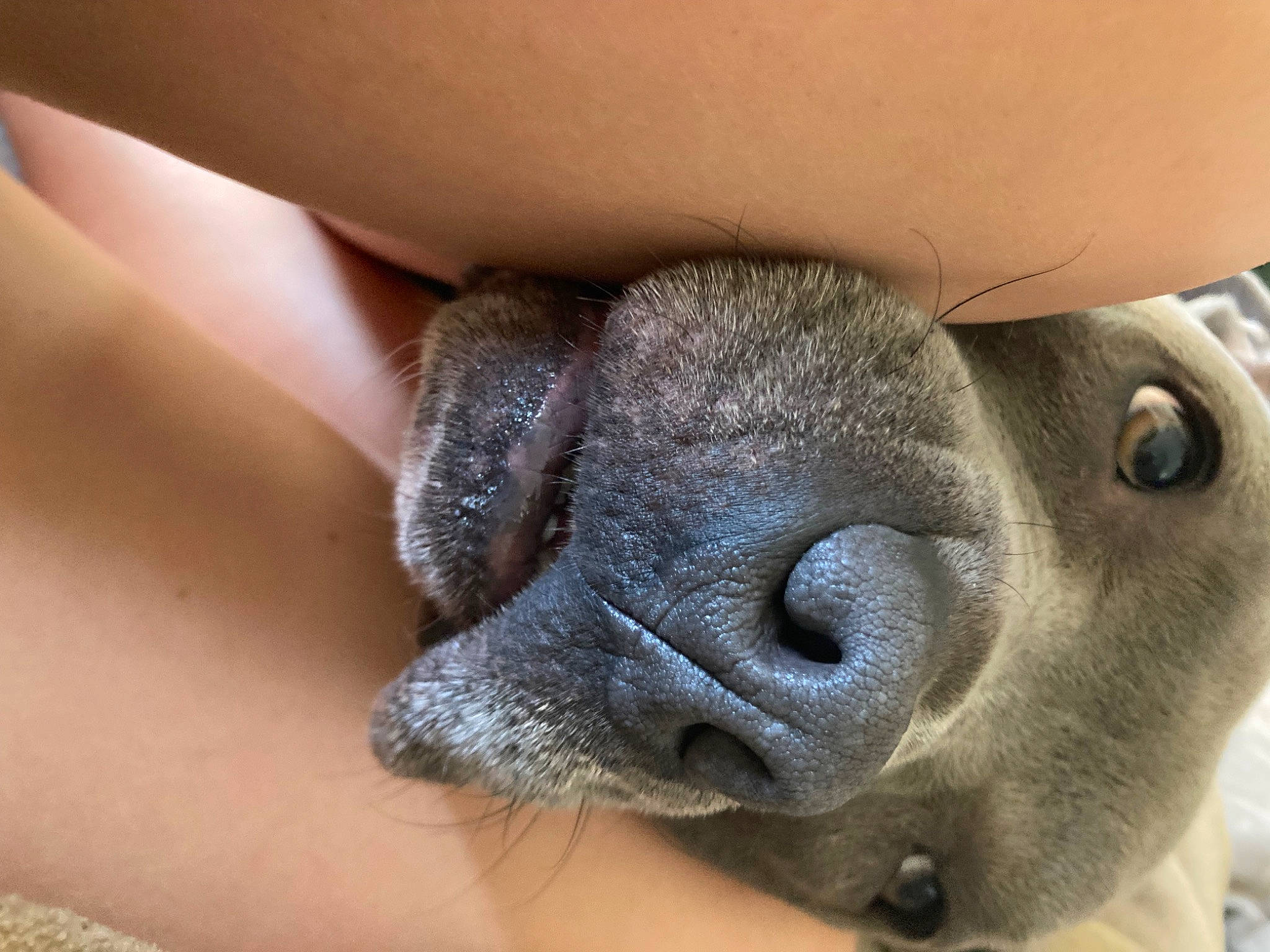 Summit joined the competition — help win amazing prizes! claw, dog_breed, ear, eye, eyelash, fawn, finger, foot, fur, macro_photography, nail, paw, primate, snout, terrestrial_animal, toe, whiskers, wildlife, working_animal, wrinkle
