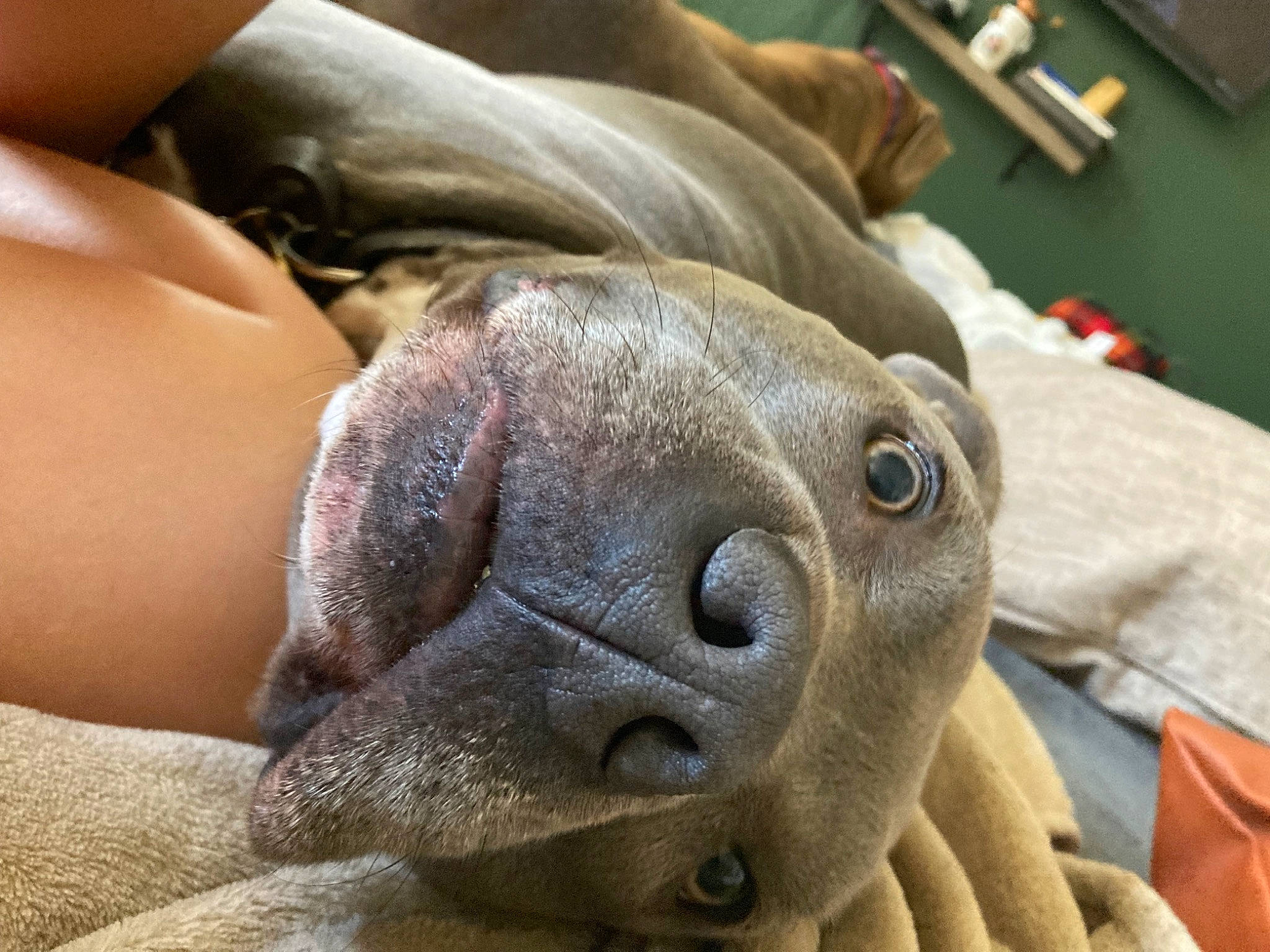 Summit joined the competition — help win amazing prizes! canidae, carnivore, comfort, companion_dog, dog, dog_breed, ear, fawn, foot, fur, jaw, marine_mammal, snout, sporting_group, terrestrial_animal, toy_dog, whiskers, wood, working_animal, wrinkle