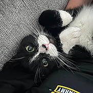 Milkshake joined the competition — help win amazing prizes! cat, black_and_white, pet, cute, whiskers, green_eyes, pink_nose, fur, paws, lying_down, indoor, cozy, texture, fabric, relaxing, close_up, portrait, animal, domestic, feline