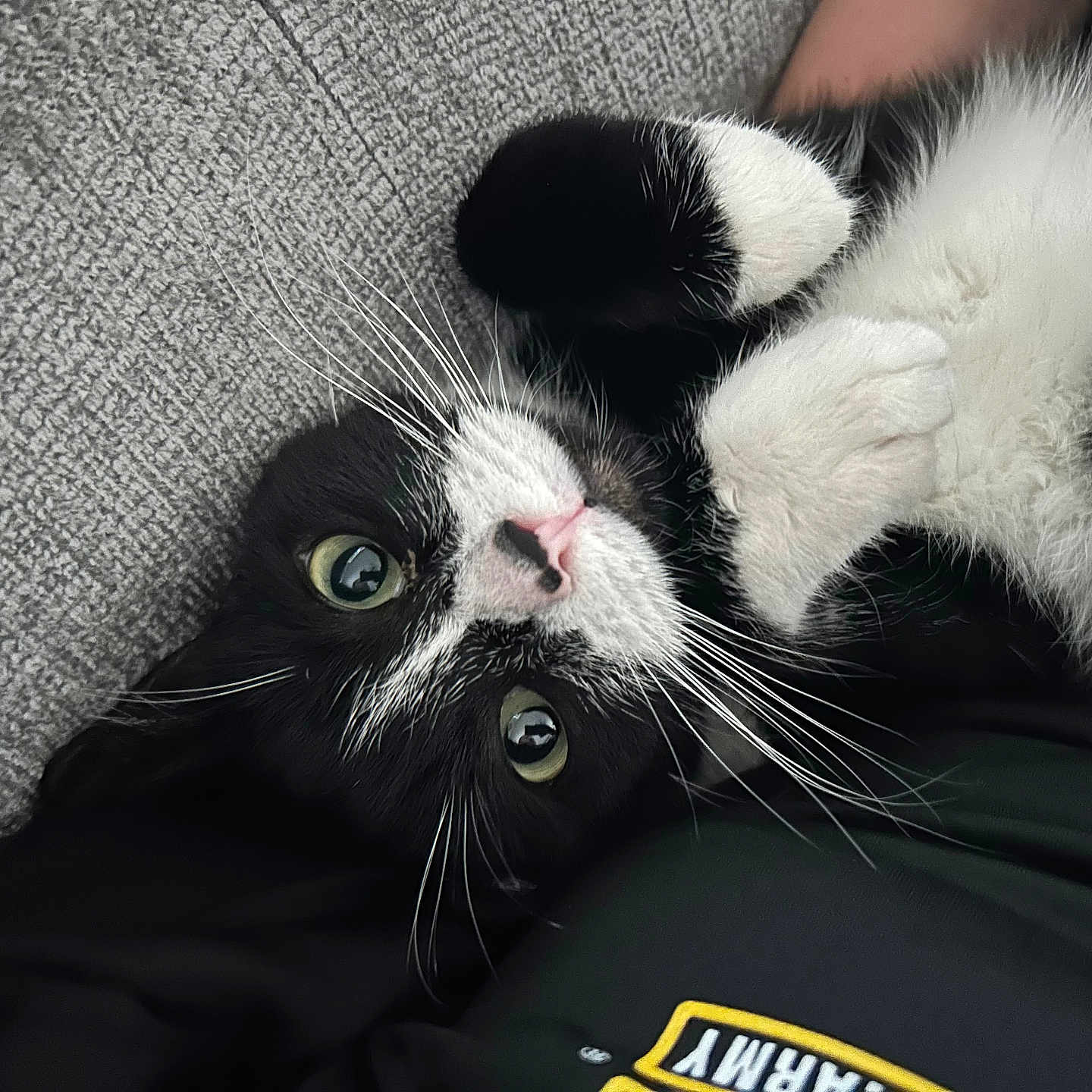 Milkshake joined the competition — help win amazing prizes! cat, black_and_white, pet, cute, whiskers, green_eyes, pink_nose, fur, paws, lying_down, indoor, cozy, texture, fabric, relaxing, close_up, portrait, animal, domestic, feline