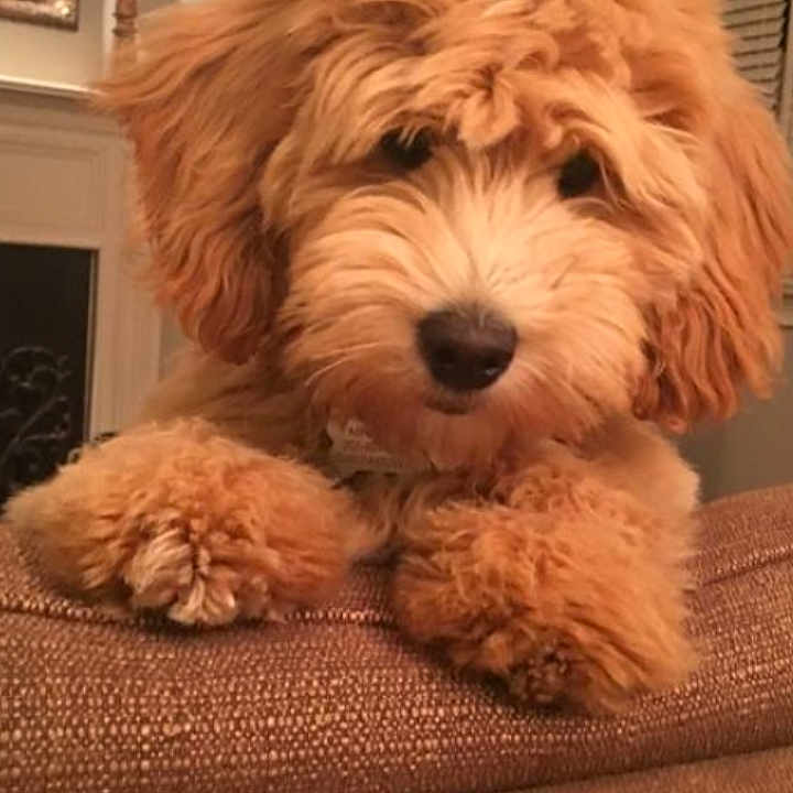 Kc joined the competition — help win amazing prizes! canidae, carnivore, cavachon, cavapoo, cockapoo, companion_dog, dog, dog_breed, goldendoodle, havanese, labradoodle, maltepoo, mammal, morkie, poodle_crossbreed, puppy, schnoodle, shih_poo, snout, vertebrate