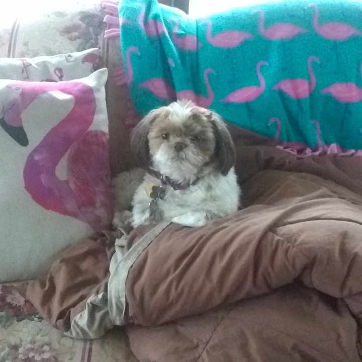Cooper