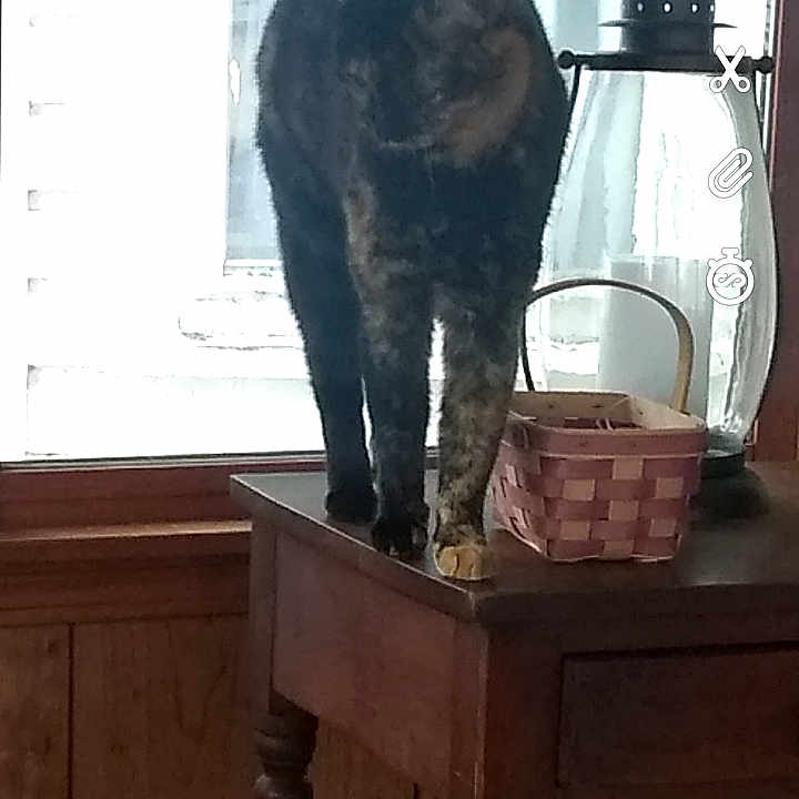 Ellie
