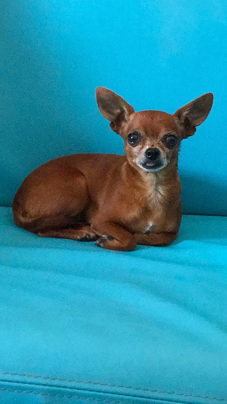 Izi participe au concours pour gagner de l'argent avec cette photo : canidae, carnivore, chihuahua, companion_dog, dog, dog_breed, fawn, mammal, miniature_pinscher, puppy, russkiy_toy, snout, sporting_group, toy_dog, vertebrate