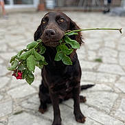 Victoria participe au concours pour gagner de l'argent avec cette photo : animal, background_blur, brown_eyes, canine, chocolate_color, close_up, cute, dog, flower, garden, leafy, leaves, nature, outdoor, pet, portrait, romantic, rose, sitting, stone_patio