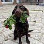 animal, background_blur, brown_eyes, canine, chocolate_color, close_up, cute, dog, flower, garden, leafy, leaves, nature, outdoor, pet, portrait, romantic, rose, sitting, stone_patio