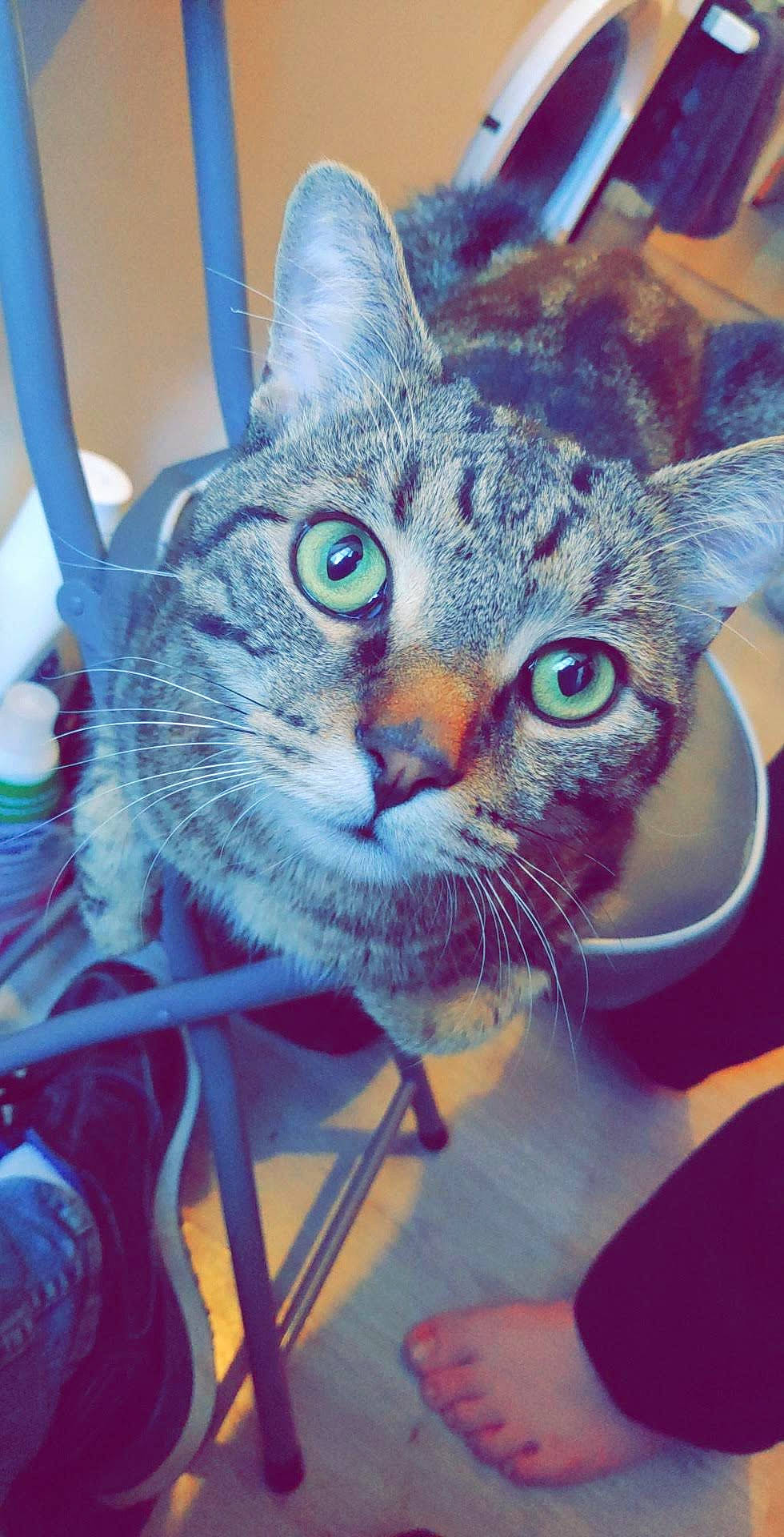 Choupi participe au concours pour gagner de l'argent avec cette photo : american_shorthair, asian, california_spangled, carnivore, cat, domestic_short_haired_cat, egyptian_mau, european_shorthair, eye, felidae, kitten, ocicat, small_to_medium_sized_cats, snout, tabby_cat, whiskers