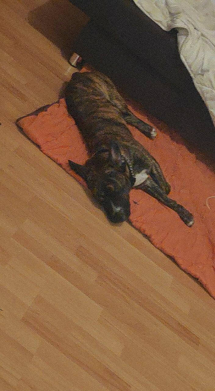 Simba participe au concours pour gagner de l'argent avec cette photo : canidae, carnivore, floor, flooring, hardwood, laminate_flooring, wood, wood_flooring