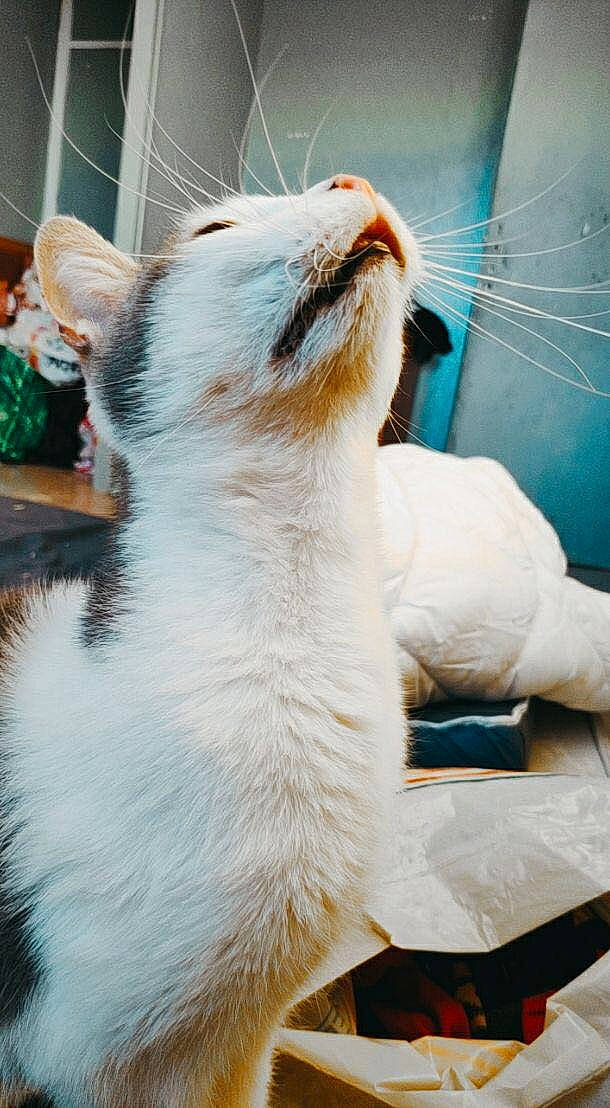 Bandi participe au concours pour gagner de l'argent avec cette photo : aegean_cat, asian, carnivore, cat, colorpoint_shorthair, domestic_short_haired_cat, felidae, fur, japanese_bobtail, javanese, kitten, mammal, small_to_medium_sized_cats, snout, turkish_angora, turkish_van, whiskers