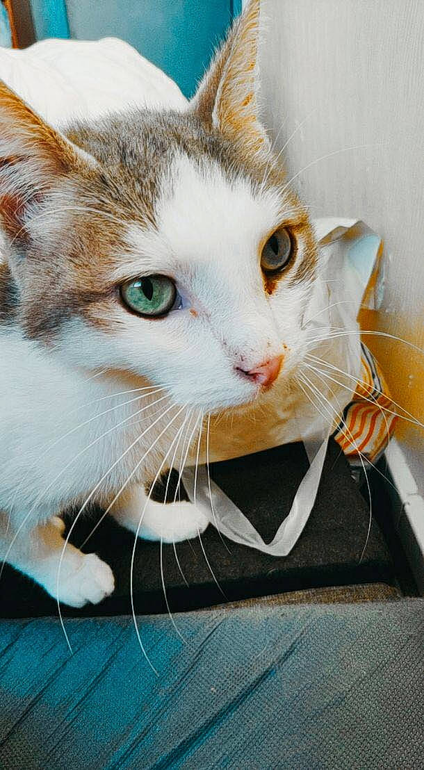 Bandi a rejoint le concours — aidez-le/la à gagner de superbes lots ! aegean_cat, american_shorthair, american_wirehair, asian, carnivore, cat, domestic_short_haired_cat, european_shorthair, felidae, kitten, mammal, ojos_azules, singapura, small_to_medium_sized_cats, snout, tabby_cat, turkish_van, whiskers