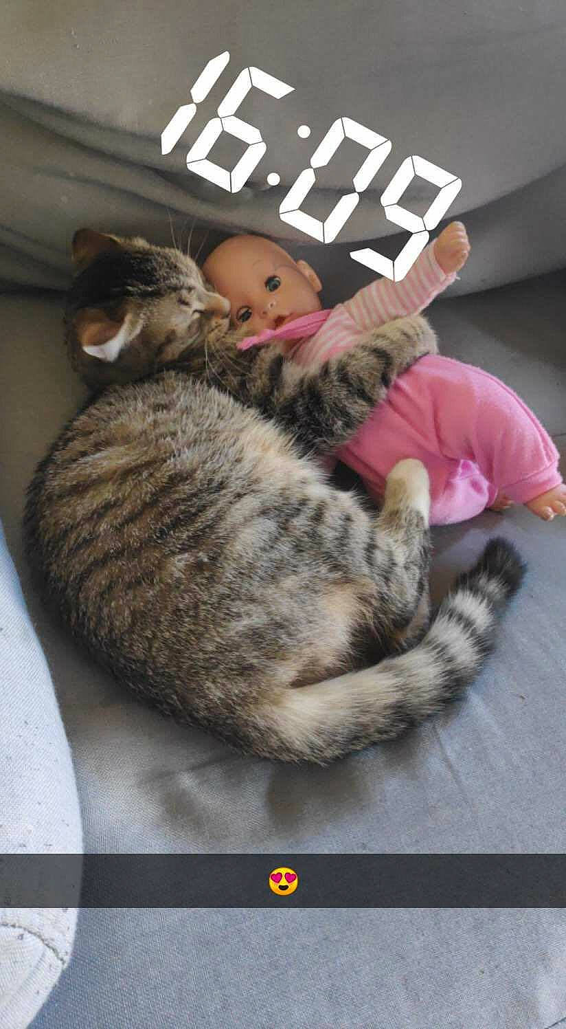 Maya participe au concours pour gagner de l'argent avec cette photo : carnivore, cat, european_shorthair, felidae, fur, fur_clothing, photo_caption, photography, small_to_medium_sized_cats, tabby_cat, tail